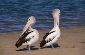 Pelicans on Sea Beach