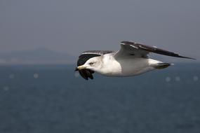 Nature bird fly