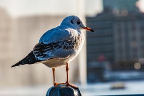 Seagull Bird at Hamburg