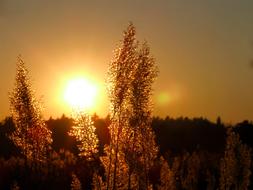 Beautiful and colorful sunset, behind the plants, on the landscape in the summer