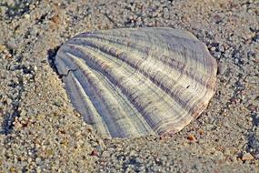 Seashell Sand