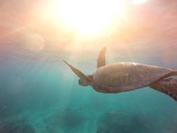 Sea Turtle sun