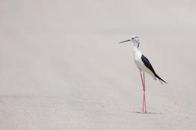 Bird Aviary white sand
