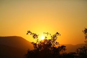 golden sunset in tree silhouettes