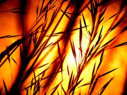 orange Sunset Grasses Silhouette