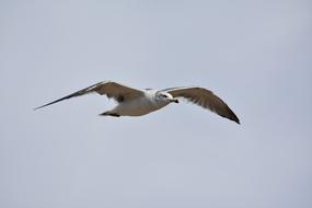 wild bird with wide wings in flight