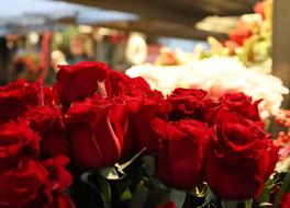 Close-up of the beautiful, red rose flowers near the other colorful flowers on the Christmas