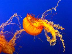 Sea Fish orange Water