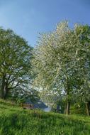 Spring Cherry Blossom garden