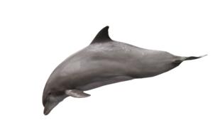 Cute and beautiful, gray dolphin, at white background, clipart