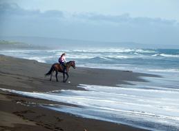 Pacific Ocean Beach horse person