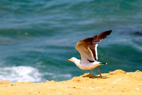 Seagull on Cost of Sea