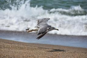 seagull over the sand of the sea coast close-up on a blurred background