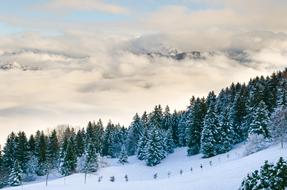 photo of a winter forest on a slope of a mountain range