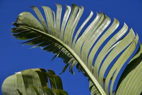 green Banana Leaves Shrub