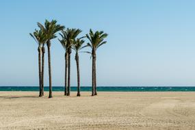 Beach Palm Trees sand