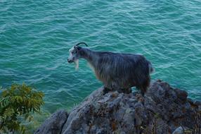 Beautiful, colorful and cute goat, on the rocks, near the turquoise sea, in Greece