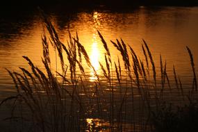 marsh grass on the background of the golden lake