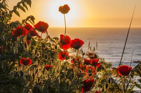 Flowers Sun red