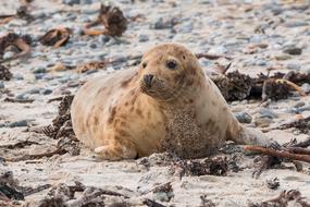 Robbe Grey Seal sand