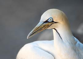 Cape Gannet Bird