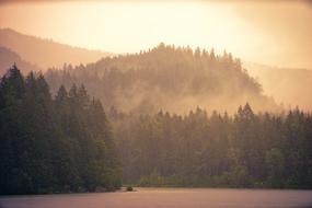 Foggy Trees on mountain at Dawn