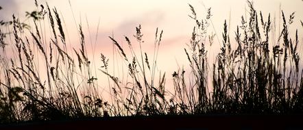 Sunset Contour Shadow grass