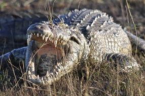 dangerous crocodile with sharp teeth, botswana, africa