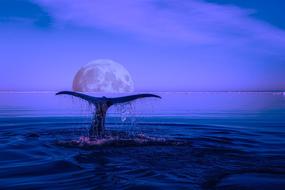 Whale sea and moon