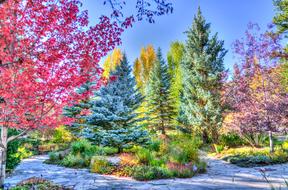 Colorful forest in Vail Colorado