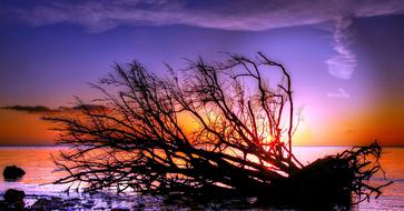 photo of a fallen tree on the shores of the Baltic Sea against the background of a colorful sunset