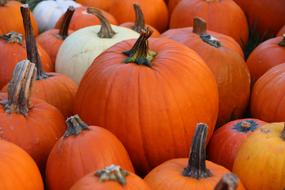 orange Pumpkin at Fall Autumn