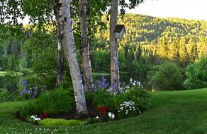 flowers near birches in the park