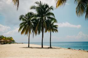 Beach Idyllic Island palms