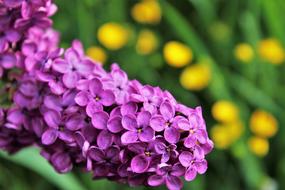 lilac flower on a bush in the garden on a blurred background