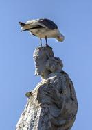 Seagull Sea Bird on statue