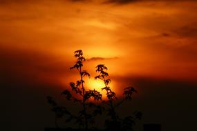 Landscape of Plant at Sunset