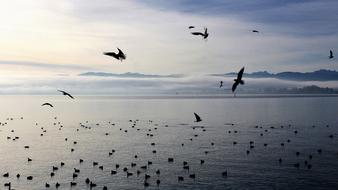 seagulls over the lake in the morning