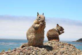 Ground Squirrel Gophers