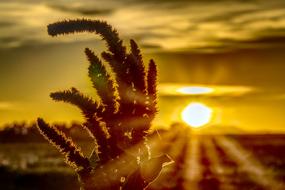 fluffy grass in the rays of the setting sun