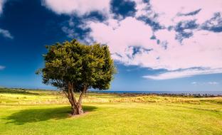 Landscape Scenic Tree green