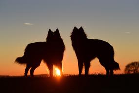 Dogs Sunset red