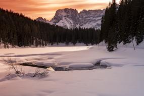 Snow Tree forest