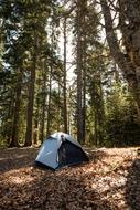 small tent in Forest