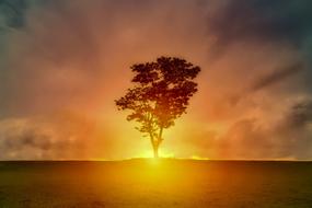 Landscape of orange sunset behind Tree