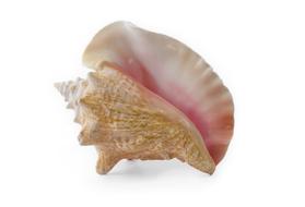 Seashell as a 3d model on white