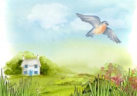 bird above the house in the countryside as an illustration
