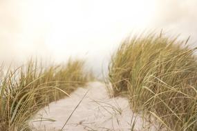 Beautiful sandy beach with the colorful grass, in sunlight of the cloudy sky in summer