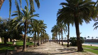 Palma De Mallorca street palms