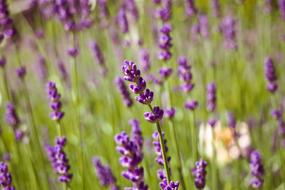 Lavender Plant purple green